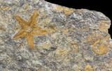 Starfish (Petraster?) & Edrioasteroids - Ordovician #41814-1